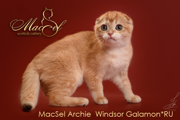 MacSel > Золотые шотландские котята